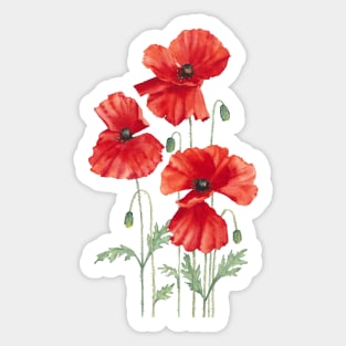 Red poppies watercolor art. Sticker